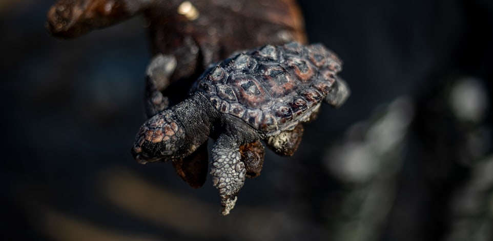 ��� ������� ���� ������� ������