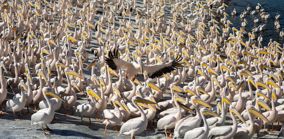 ���� ������ �����