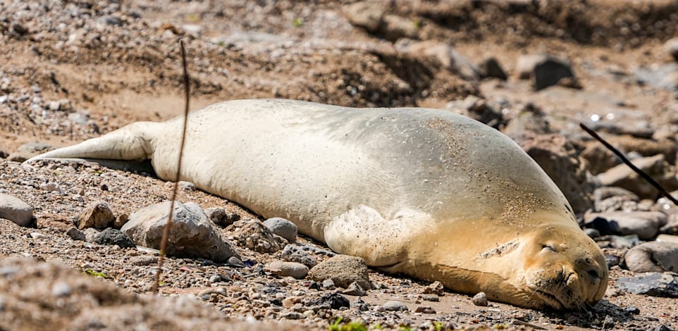 ����� ����� �����