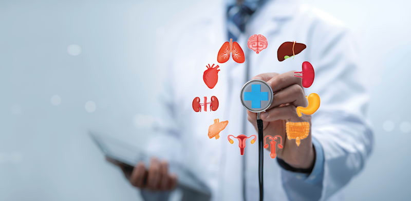 Synchronization between organs  credit: Shutterstock