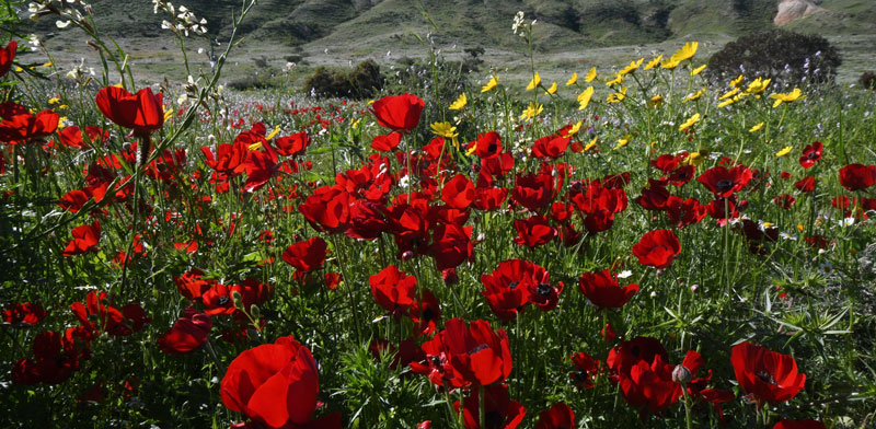 ����� ��� ����/ �����: ���� ��������